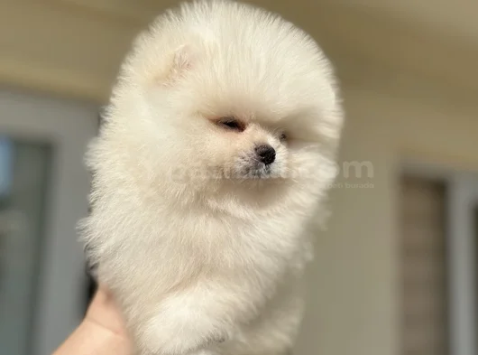 Ayi Sürat Efsane Pomerani̇an Boo görsel