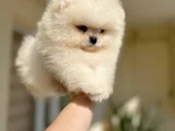 AYI SÜRAT EFSANE POMERANİAN BOO