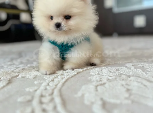 Ayi Sürat Efsane Pomerani̇an Boo görsel
