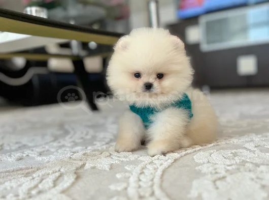 Ayi Sürat Efsane Pomerani̇an Boo görsel