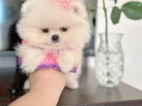 Mi̇ni̇ Boy Di̇şi̇ Pomerani̇an Boo