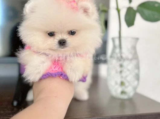 Mi̇ni̇ Boy Di̇şi̇ Pomerani̇an Boo görsel