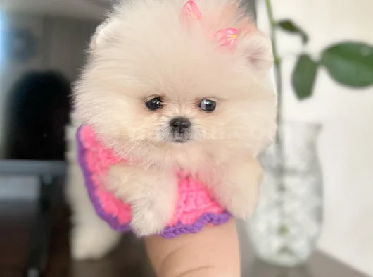 Mi̇ni̇ Boy Di̇şi̇ Pomerani̇an Boo görsel