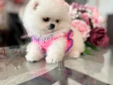 MİNİ BOY DİŞİ POMERANİAN BOO