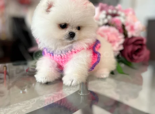 Mi̇ni̇ Boy Di̇şi̇ Pomerani̇an Boo
