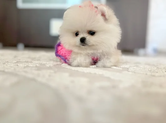 Mi̇ni̇ Boy Di̇şi̇ Pomerani̇an Boo görsel