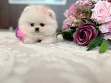 Mi̇ni̇ Boy Di̇şi̇ Pomerani̇an Boo