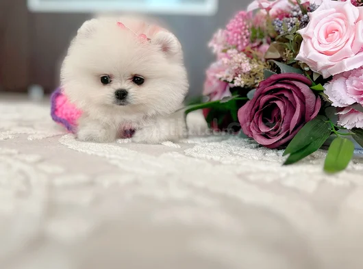 Mi̇ni̇ Boy Di̇şi̇ Pomerani̇an Boo görsel