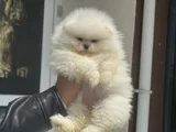Petmode Köpek Çiftliğinde Ziyarete Açık Teddy Pomeranian