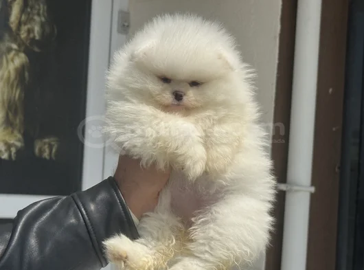 Petmode Köpek Çiftliğinde Ziyarete Açık Teddy Pomeranian görsel