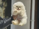 Petmode Köpek Çiftliğinde Ziyarete Açık Teddy Pomeranian