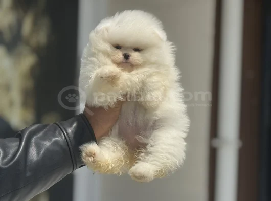 Petmode Köpek Çiftliğinde Ziyarete Açık Teddy Pomeranian görsel