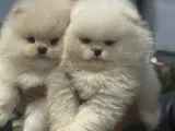 Petmode Köpek Çiftliğinde Ziyarete Açık Teddy Pomeranian