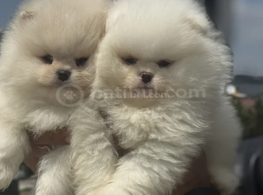Petmode Köpek Çiftliğinde Ziyarete Açık Teddy Pomeranian görsel