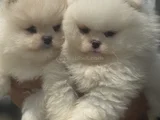 Petmode Köpek Çiftliğinde Ziyarete Açık Teddy Pomeranian