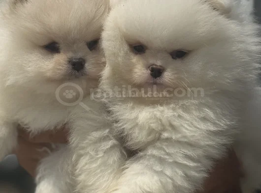 Petmode Köpek Çiftliğinde Ziyarete Açık Teddy Pomeranian görsel