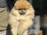 Petmode köpek çiftliğinde ziyarete açık teddy pomeranian