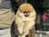 Petmode Köpek Çiftliğinde Ziyarete Açık Teddy Pomeranian