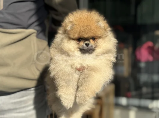 Petmode Köpek Çiftliğinde Ziyarete Açık Teddy Pomeranian görsel