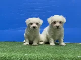 En Özel Maltese Yavrular