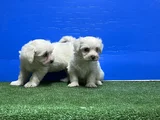 En Özel Maltese Yavrular