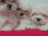 Petmode Köpek Çifrtliğinden Tea Cup Kore Maltese