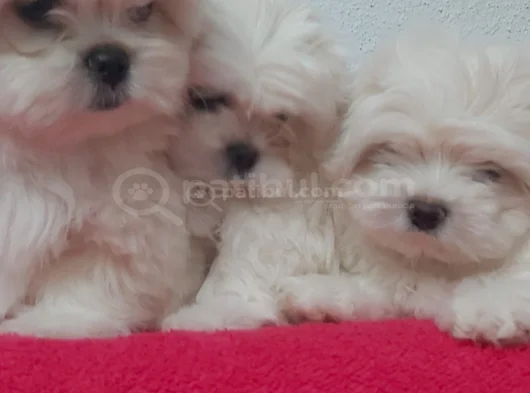Petmode Köpek Çifrtliğinden Tea Cup Kore Maltese görsel