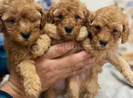 Ankaranın En Elit Minyatür Poodle Yavruları Ziyarete Açık görsel
