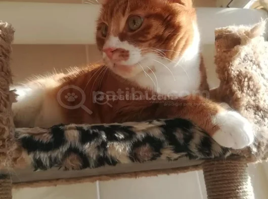 Efendi Oyuncu Oğlumuza Yuva Arıyoruz görsel