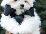 Petmode Köpek Çifrtliğinden Tea Cup Kore Maltese