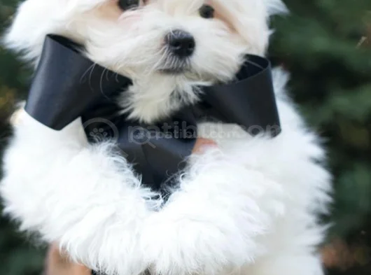 Petmode Köpek Çifrtliğinden Tea Cup Kore Maltese görsel