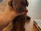 Dişi ve erkek kore toy poodle bebekler