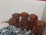 Dişi Ve Erkek Kore Toy Poodle Bebekler