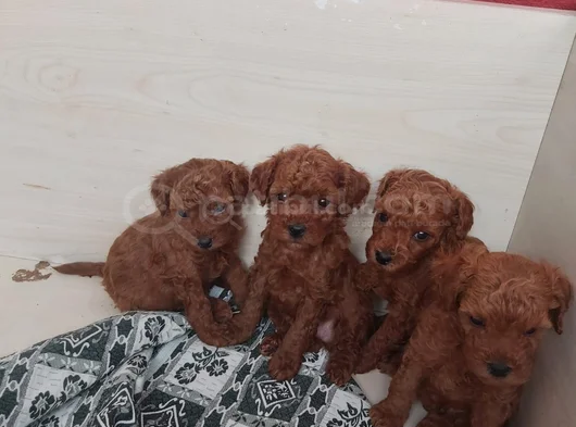 Dişi Ve Erkek Kore Toy Poodle Bebekler görsel