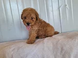 Ankaranın En Elit Minyatür Poodle Yavruları Ziyarete Açık