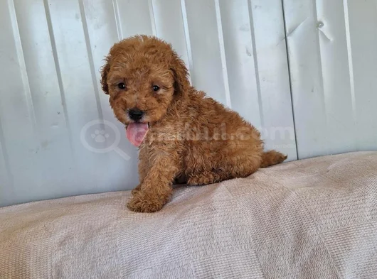 Ankaranın En Elit Minyatür Poodle Yavruları Ziyarete Açık görsel