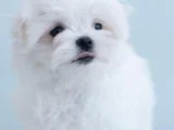 Petmode Köpek Çifrtliğinden Tea Cup Kore Maltese
