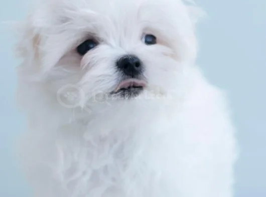 Petmode Köpek Çifrtliğinden Tea Cup Kore Maltese görsel