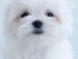 Petmode Köpek Çifrtliğinden Tea Cup Kore Maltese