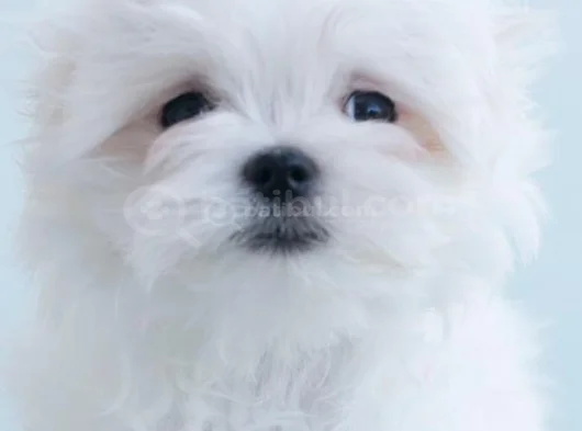 Petmode Köpek Çifrtliğinden Tea Cup Kore Maltese görsel