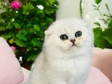 Show Kalite Scottish Fold Silver
