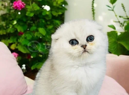 Show Kalite Scottish Fold Silver görsel