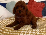VIP Kalitede Poodle Yavruları