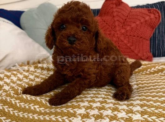 Vip Kalitede Poodle Yavruları