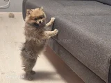 POMERANIAN BOO Teddy Ayı surat