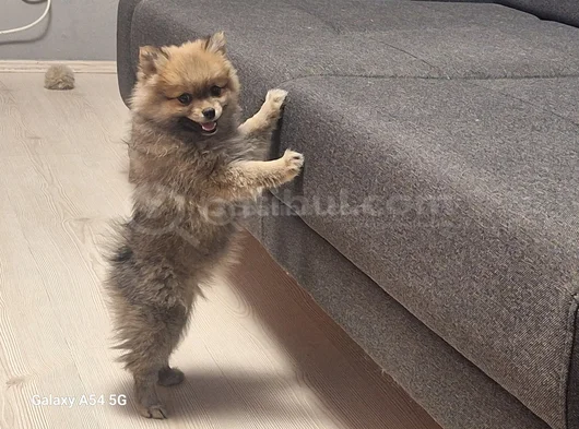 Pomeranian Boo Teddy Ayı Surat