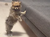 Pomeranian Boo Teddy Ayı Surat