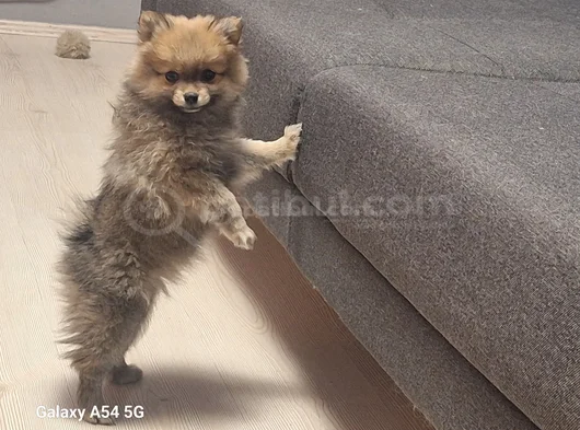 Pomeranian Boo Teddy Ayı Surat görsel