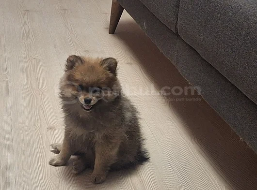Pomeranian Boo Teddy Ayı Surat görsel