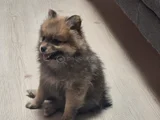 Pomeranian Boo Teddy Ayı Surat